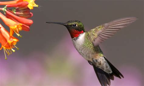 Hummingbird Migration – Chisholm Country