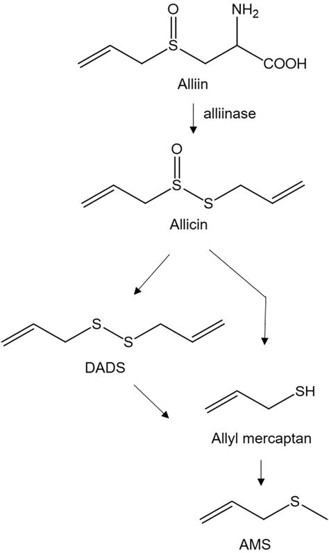 Possible metabolic pathway for the synthesis of AMS from alliin via ...