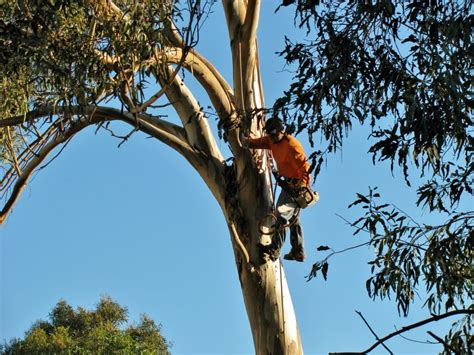 2022 Tree Lopping Cost Guide- Find tree loppers | iseekplant | iseekplant