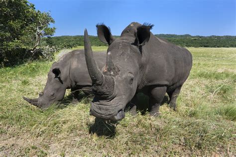 SA may have cracked country’s biggest rhino horn-trafficking case ...