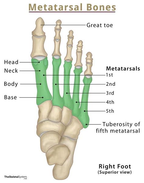 Metatarsal Bones – Definition, Location, Anatomy, & Functions