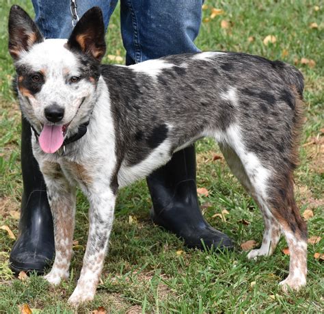 Adopt Bailey on | Australian cattle dog, Pet finder, Shepherd mix dog