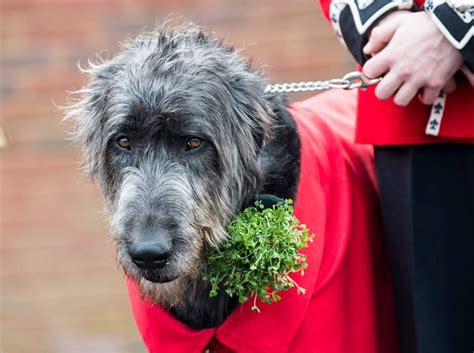 Domhnall, an Irish wolfhound and Regimental Mascot of the Irish Guards ...