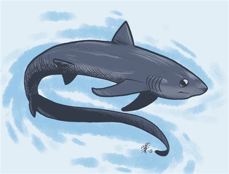 Thresher shark art | Shark art, Animal drawings, Animals