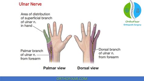 Ulnar Nerve Anatomy Hand