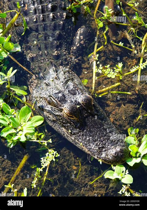 Wetland reptiles hi-res stock photography and images - Alamy