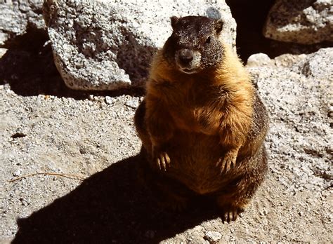 Yellow-bellied Marmot | BirdForum