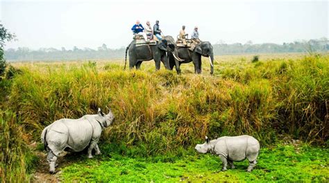 Elephant Safaris, Kaziranga National Park - Wildlife Experience