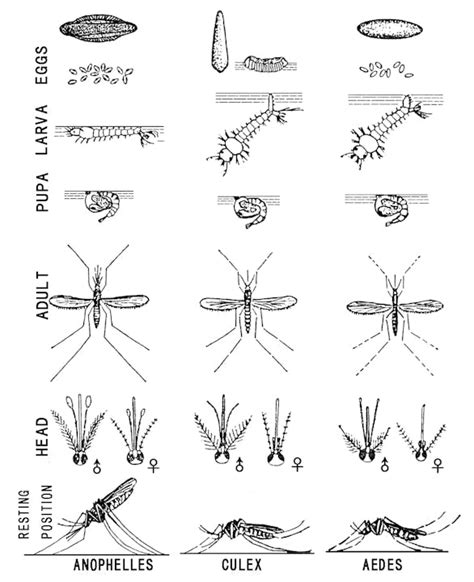 Invasive Aedes Mosquito aka "ankle-biters" - Kern Mosquito & Vector ...