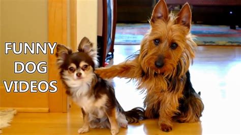 *Try Not To Laugh Challenge* Funny Dogs Compilation - Funniest Dog Video... | Guilty dog, Dog ...