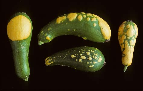 Vegetable: Cucurbits, Zucchini Yellow Mosaic Virus | Center for Agriculture, Food, and the ...