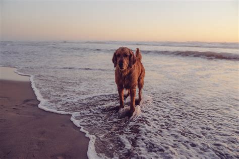 5 dog friendly beaches in Cumbria - takethedogs.com