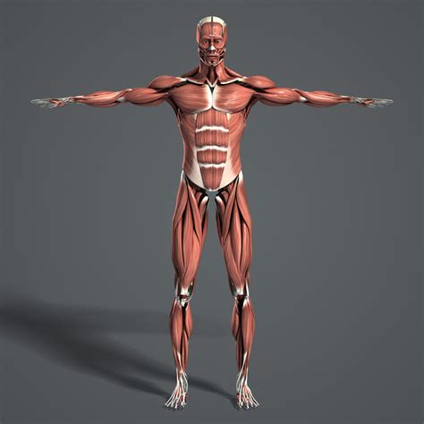 Muscular System - human body systems