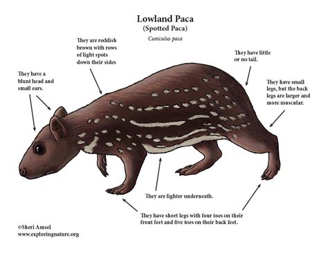 Paca (Lowland or Spotted)