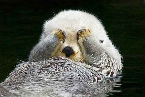 sea otter - Animal Stock Photos - Kimballstock