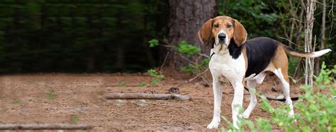 American English Coonhound | Dog Breed Facts and Information - Wag! Dog Walking