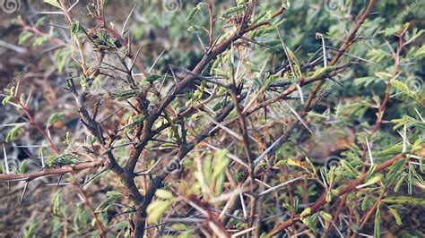 Small Babul tree stock image. Image of bushy, shrubby - 91362369