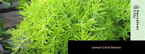 Lemon Coral Sedum | Succulent City