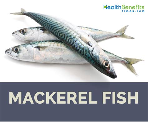 Mackerel fish facts and health benefits