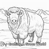 Musk Ox Coloring Pages  Free & Printable sketch template