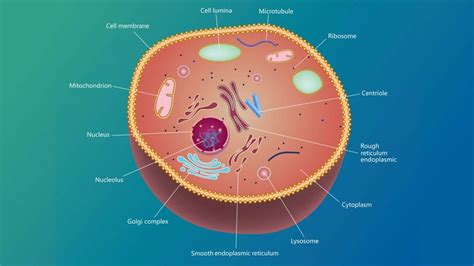 Animal Cells Have Centrioles : Which Of The Following Statements Are Incorrect Which Of The Fo ...