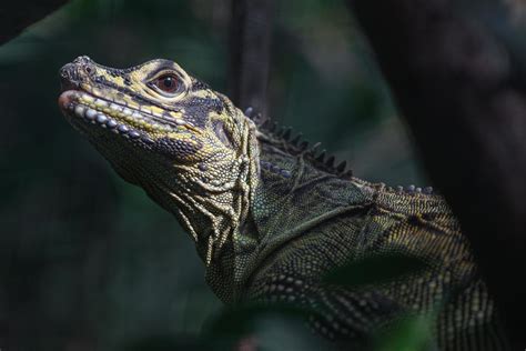 Philippine sailfin lizard 4279593 Stock Photo at Vecteezy