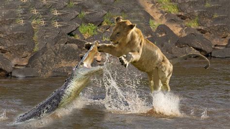 Fighting Moments of Lion vs Crocodile | Battle of jaws | Lions vs ...