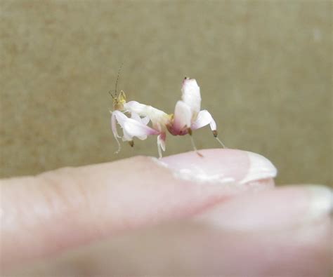 Pink Orchid Mantis (Hymenopus coronatus)