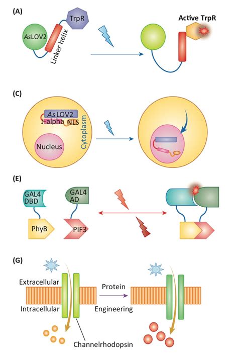 Review: Design and engineering of advanced plant optogenetics systems (TIPS) | Plantae