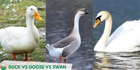 Duck Vs Goose Vs Swan: What Are the Differences & Similarities ...