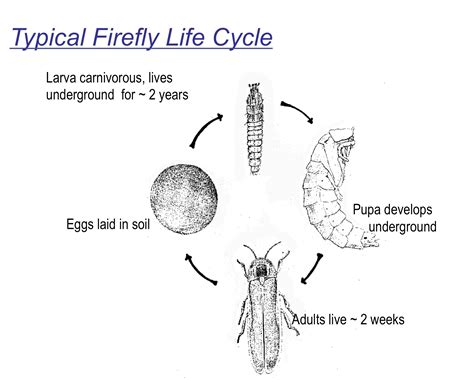 Firefly Insect Life Cycle