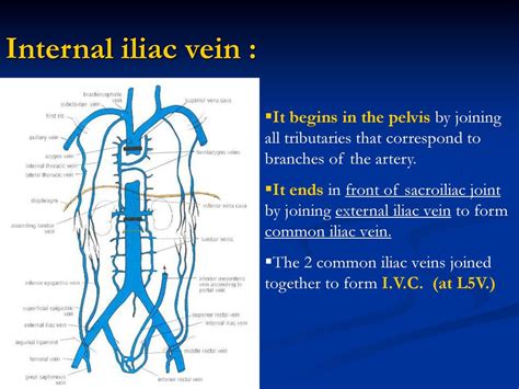 The Kidneys Function : 1-excretion of urine. 2-control water & electrolyte balance. - ppt download