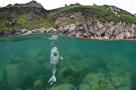 Sustainability, ecotourism and conservation on Lundy Island - Lonely Planet