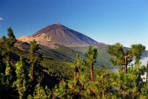 Wildlife Holidays in the Canary Islands for 2024/25 - Naturetrek