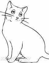 Adults Kot Bombay Katzen Katzenbilder Katze Tegninger Ausmalbild  sketch template