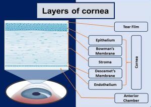 What is Cornea of Eye: Function, Definition, Anatomy, Layers | Health Kura