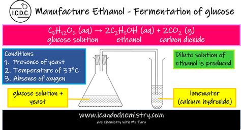 Yeast Fermentation Diagram