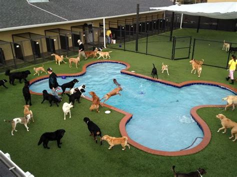 9 Airports With Impressive Animal Boarding Facilities | Pet boarding, Dog boarding facility, Dog ...