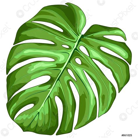 Monstera Deliciosa Leaf Drawing ~ Pin On Cuadros | Bodksawasusa