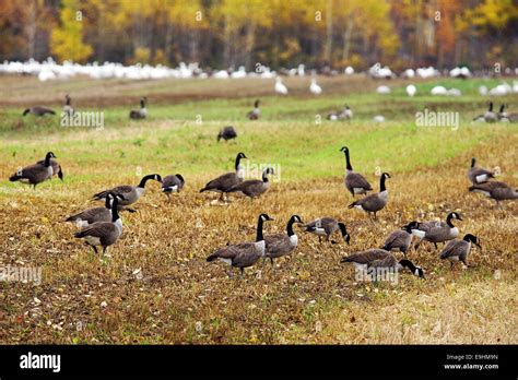 Canadian and Snow geese feeding in agricultural field during autumn ...