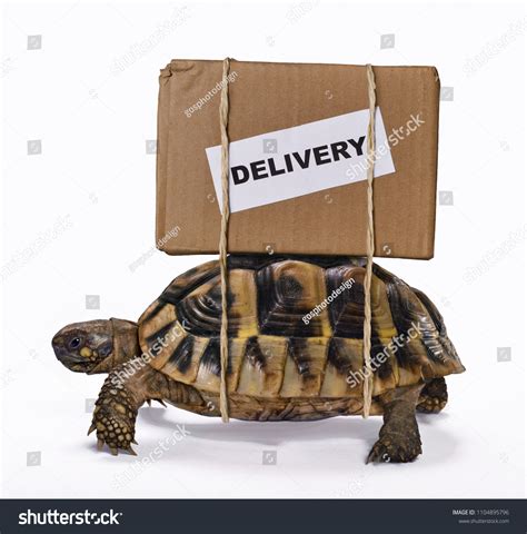 Slow Delivery On Turtle Stock Photo 1104895796 | Shutterstock