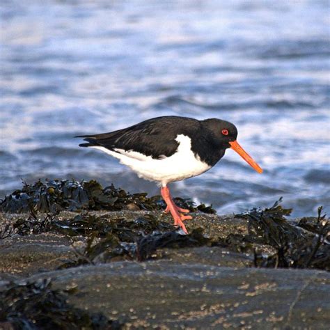 Wildlife - Scottish Seabird Centre