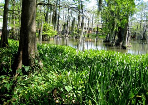 Living Rootless: Lafayette: The Campus Swamp