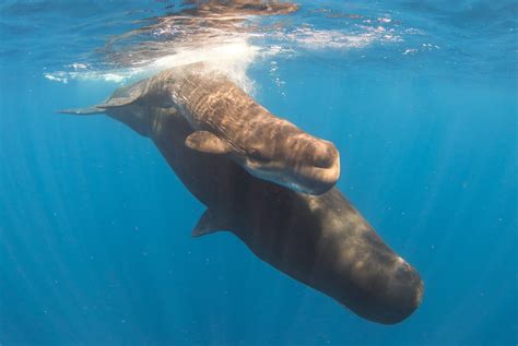 Sperm Whale Diving - Diving with sperm whales off Dominica Island ...