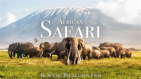 African Safari 4K - Scenic Wildlife Film With African Music