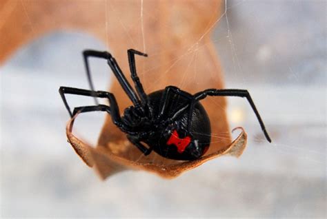 black widow spider predator picture 2 : Biological Science Picture ...