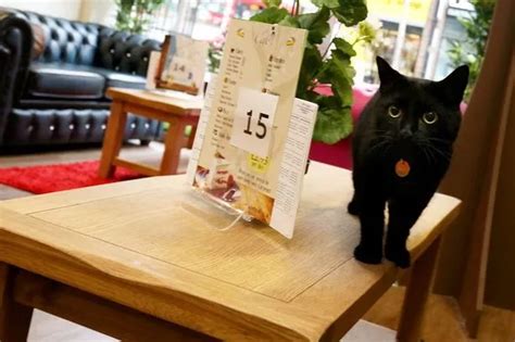 Nottingham's Kitty Cafe owner is feline good after opening second branch as she aims for ...