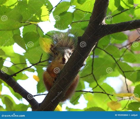 Baby squirrel on a tree stock photo. Image of healthy - 99205884