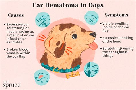 Ear Hematoma in Dogs