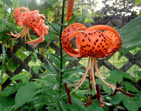 Tiger Lillies in my garden on July 19, 2020, Natalya B. Parris's, NBP ...